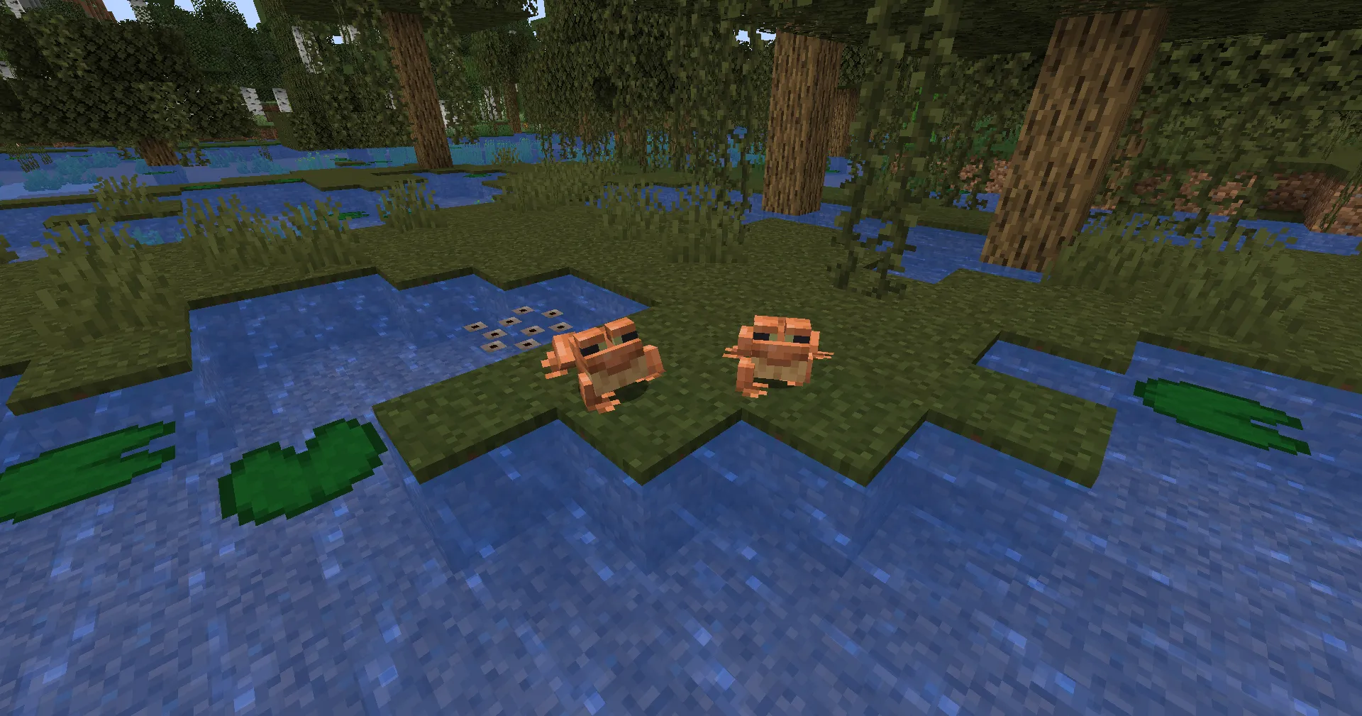 To breed frogs, you need to feed them slime balls. After that, frogs lay eggs in water.