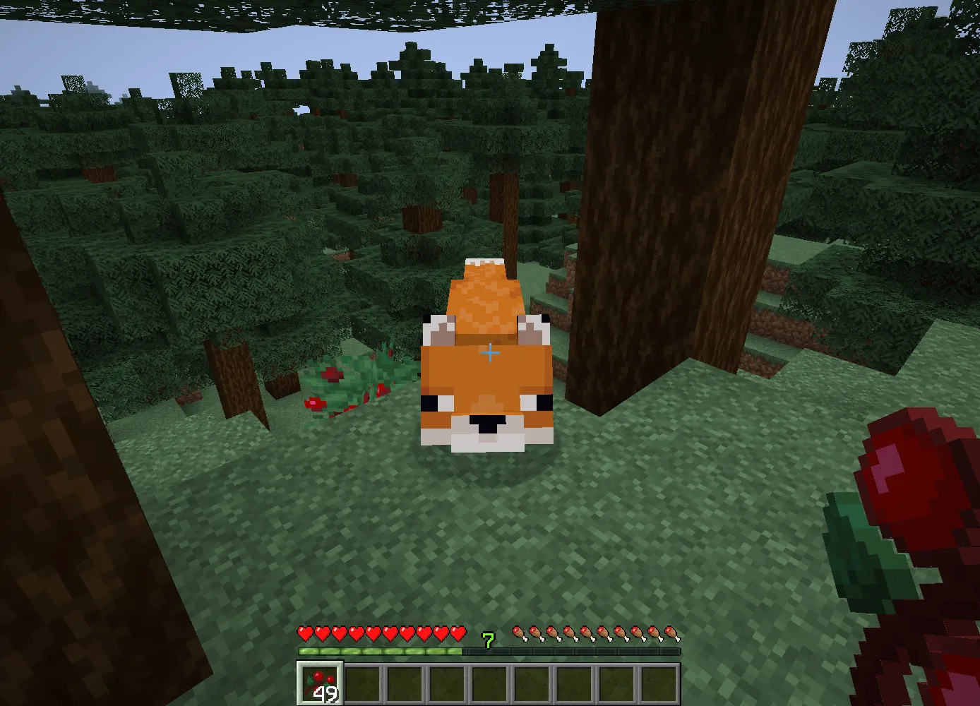 Approach each fox and right-click while holding sweet berries in your hand. After feeding, hearts will appear above the…