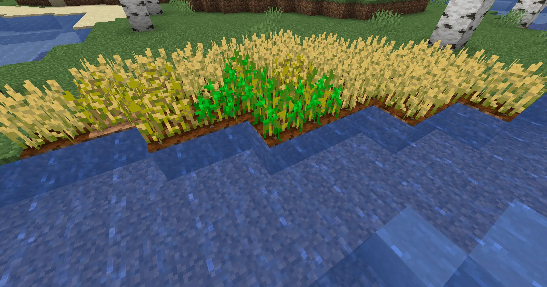 Where to Find Seeds: Break tall grass to obtain wheat seeds. How to Grow: Use a hoe to prepare soil for planting seeds…