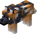 Spotted Wolf